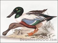 John Gould Ducks and Waterfowl Screensaver screenshot